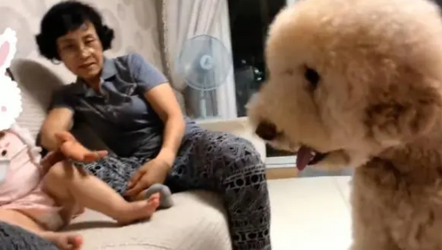 泰迪因体型大被遗弃,到了新家后爱争宠,别再抛弃我了~ 泰迪因体型大被遗弃,到了新家后爱争宠,别再抛弃我了~