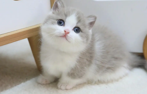 矮脚猫英短有啥色