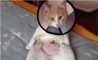 已绝育一年的猫最近总叫