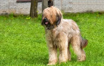 伯瑞犬的训练方法 让狗习惯和陌生人接触 伯瑞犬的训练方法 让狗习惯和陌生人接触