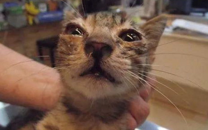 小猫咕咕咕的发出声音这是什么意思 小猫咕咕咕的发出声音这是什么意思