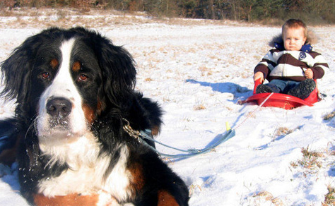伯恩山犬怎么选?遗传基因是最重要的因素 伯恩山犬怎么选?遗传基因是最重要的因素