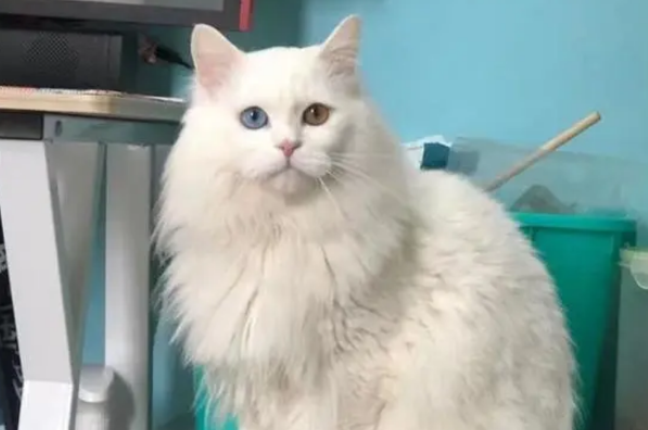 武汉江汉猫狮哪家好