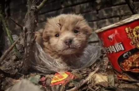 中华田园犬躲在垃圾堆里，畏畏缩缩十分害怕，最后结局暖心