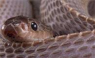 蛇的雌雄鉴别方法