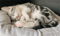 养猫家庭可以放什么鲜花