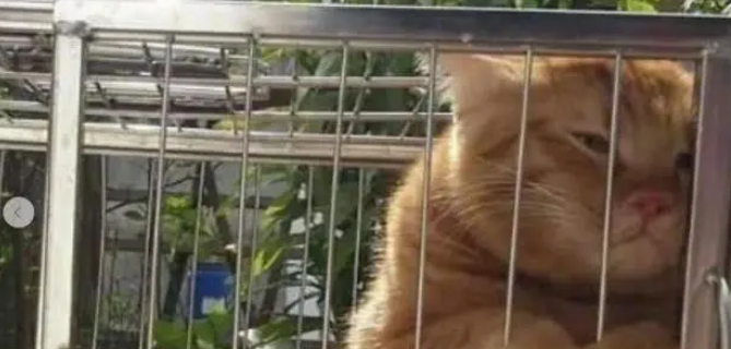 橘猫吼了小白猫后,反而自己委屈了起来,真是一言不合就飙戏 橘猫吼了小白猫后,反而自己委屈了起来,真是一言不合就飙戏