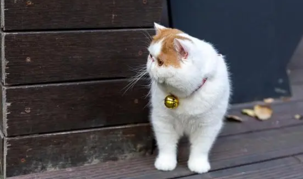 加菲猫被遗弃雨中,但看到主人留下的字条后,我释然了! 加菲猫被遗弃雨中,但看到主人留下的字条后,我释然了!