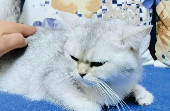 怎么确定公猫发完情了