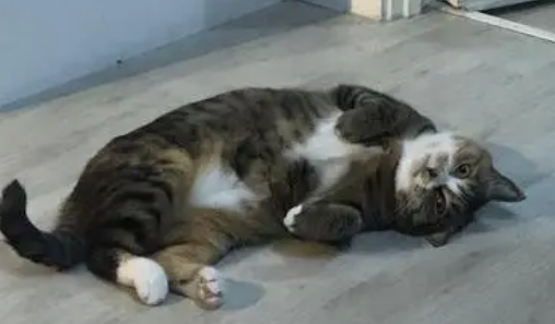 小猫咪前腿无缘无故瘸了
