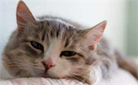 小猫身体一直轻微的抖为什么