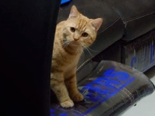 主人下班到家，猫咪躺在床上不来迎接，网友：看姿势就不是正经猫！