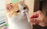 幼猫首次驱虫