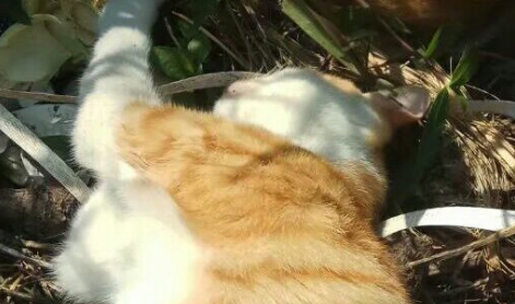 这对猫姐妹的关系真好,无论去哪儿都在一起,睡觉也不例外 这对猫姐妹的关系真好,无论去哪儿都在一起,睡觉也不例外