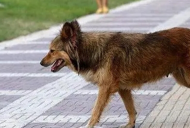 一般家里养的狗狗有狂犬病吗