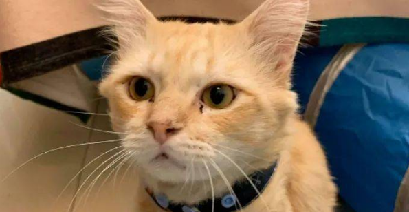 网友捡到一只受伤的橘猫，半年后却被惊艳到：捡到宝了