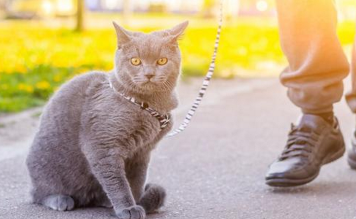 养猫可以养一帆风顺吗 养猫可以养一帆风顺吗