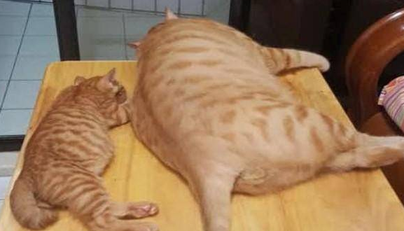 能和橘猫比胖的只有橘猫了吧!这橘猫胖得连身上花纹都撑开了 能和橘猫比胖的只有橘猫了吧!这橘猫胖得连身上花纹都撑开了