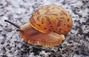 蜗牛的发生与防治