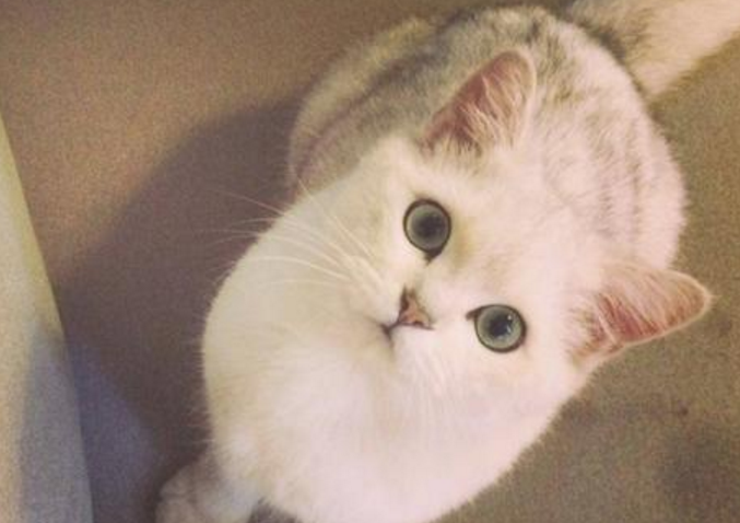 选猫口诀顺口溜 选猫口诀顺口溜