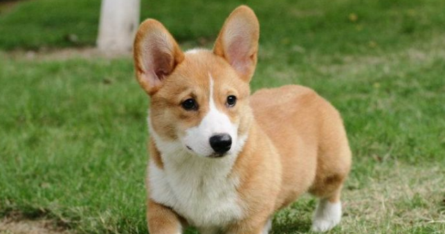 威尔斯柯基犬的饲养要点是什么? 威尔斯柯基犬的饲养要点是什么?