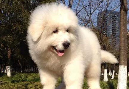 大白熊犬吃什么 喂食高蛋白食物加蔬菜