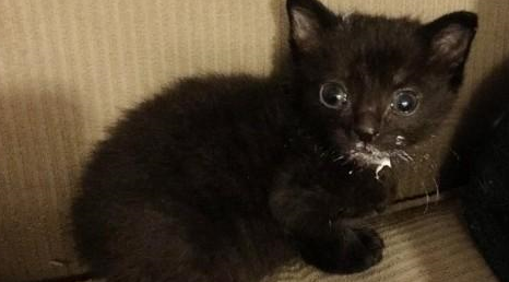 带回一只生病小猫,流浪猫把它当自己孩子疼,母爱太伟大 带回一只生病小猫,流浪猫把它当自己孩子疼,母爱太伟大