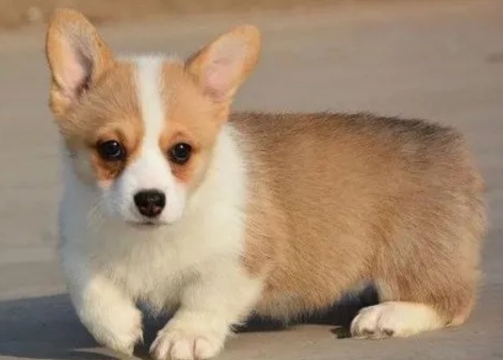 柯基犬多少钱一只