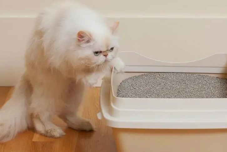 长期闻猫粪臭味的危害