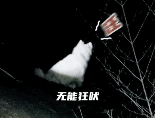 狗子非去悬崖边拉屎，结果脚滑掉了下去…获救后夹尾巴逃避：别拍了，丢狗