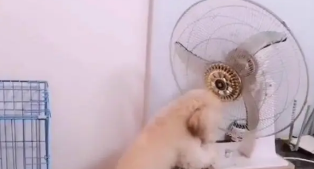主人把钱放在狗笼底下,看看狗狗能不能拿出来,结果让他难以置信 主人把钱放在狗笼底下,看看狗狗能不能拿出来,结果让他难以置信