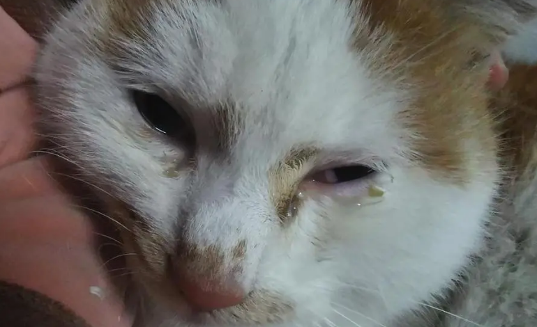小猫一个眼睛睁不开有眼屎