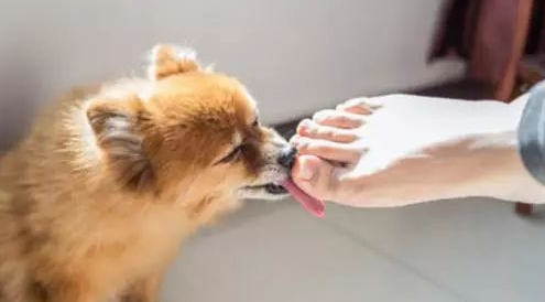 小狗舔主人脚是怎么回事啊
