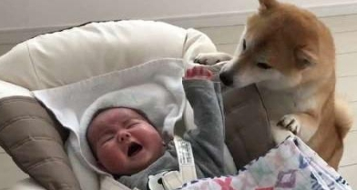 柴犬当起保姆,暖心照料睡着的小宝宝,眼里对宝宝都是宠溺的爱 柴犬当起保姆,暖心照料睡着的小宝宝,眼里对宝宝都是宠溺的爱