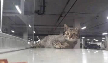 这只猫咪居然在停车场收费,谁家的猫咪啊,喵:留下鱼干再走! 这只猫咪居然在停车场收费,谁家的猫咪啊,喵:留下鱼干再走!