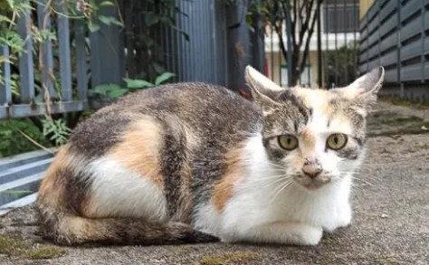 野猫会无缘无故攻击人吗