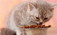小猫生下来多久可以吃猫粮
