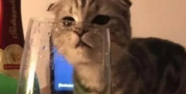 猫咪偷偷闻了红酒后，立马上头，模样异常可爱特别呆萌
