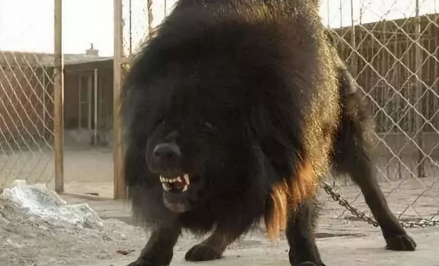 传说中的鬼獒，和13只狼打架，他竟然能咬死7只，还敢和狮子叫