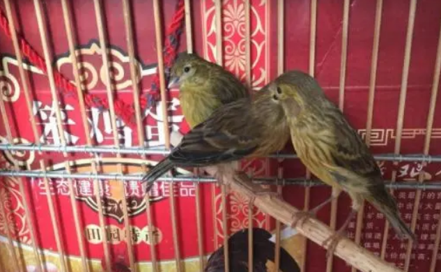 避免母鸟下白蛋 避免母鸟下白蛋