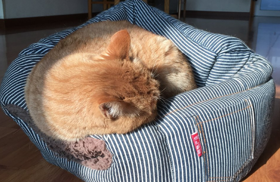 怎样训练猫睡自己的窝