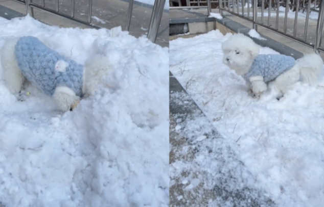 比熊犬狗生第一次玩雪，四处翻滚的样子好像沾满糖霜的棉花糖