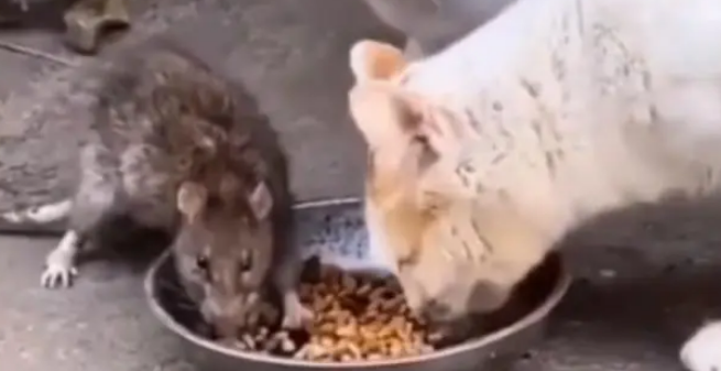 两只猫咪吃饭时，突然出现一只老鼠，接着居然敢在猫口夺食
