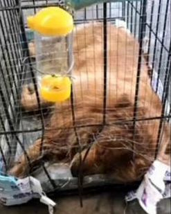 关注宠物托运:宠物狗落地逃跑遭围捕 身中50余颗铅弹