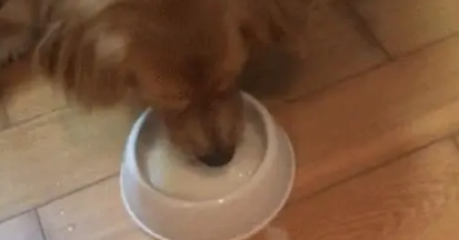 金毛低头看小奶猫喝奶,却没想到狗会这么幼稚,主人差点笑喷了 金毛低头看小奶猫喝奶,却没想到狗会这么幼稚,主人差点笑喷了