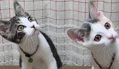 两只流浪猫被收养后不忘感恩,也学着当起了铲屎官 两只流浪猫被收养后不忘感恩,也学着当起了铲屎官