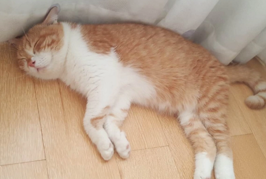 小猫怕热吗 小猫怕热吗
