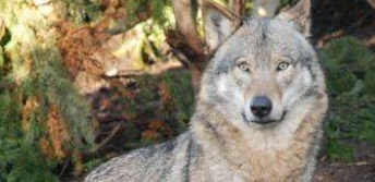 狗狗变成狼,主人无法接受欲送安乐,不曾想误打误撞过上幸福生活 狗狗变成狼,主人无法接受欲送安乐,不曾想误打误撞过上幸福生活