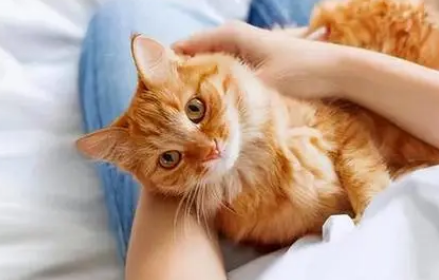 养猫过敏怎么办