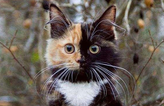 阴阳脸的猫可以辟邪吗 阴阳脸的猫可以辟邪吗
